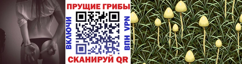 МЕГА ONION  Дубовка  Псилоцибиновые грибы Psilocybine cubensis 